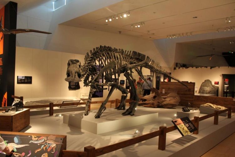 Dino Encounter