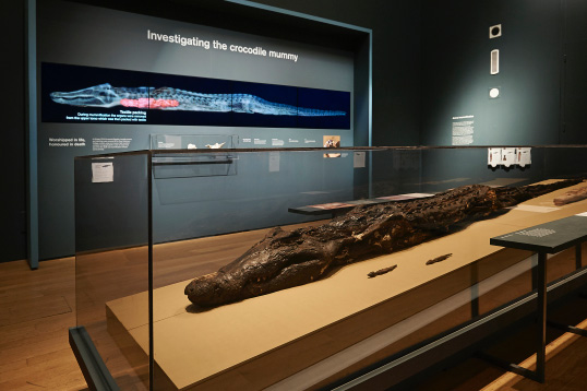 the-british-museum-crocodile-mummy-1