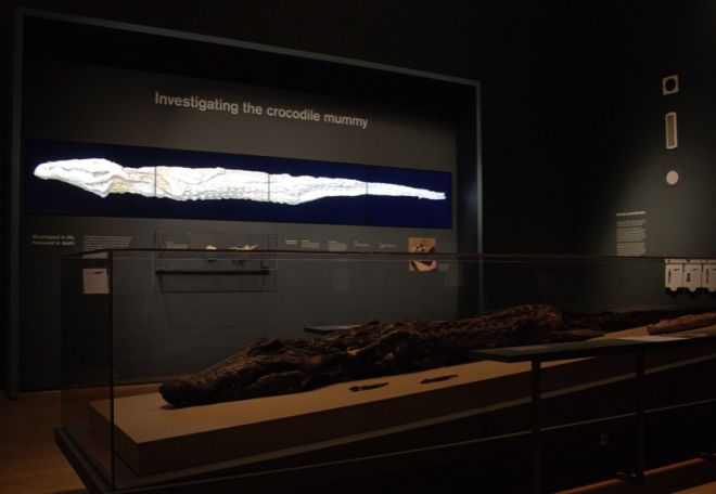 the-british-museum-crocodile-mummy-2